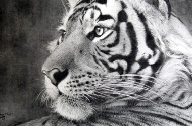 M. D. Parashar - an Indian wildlife photographer and painter. 17 Talentsofworld Articles | www.talentsofworld.com