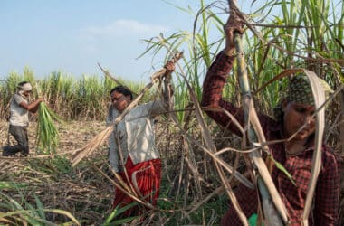 The Brutality of Sugar: Debt, Child Marriage and Hysterectomies 21 The Brutality of Sugar: Debt, Child Marriage and Hysterectomies