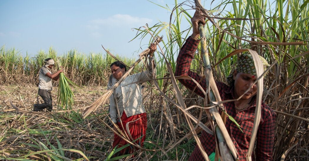 The Brutality of Sugar: Debt, Child Marriage and Hysterectomies