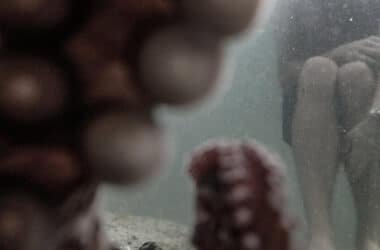 Opinion | An Octopus Took My Camera, and the Images Changed the Way I See the World