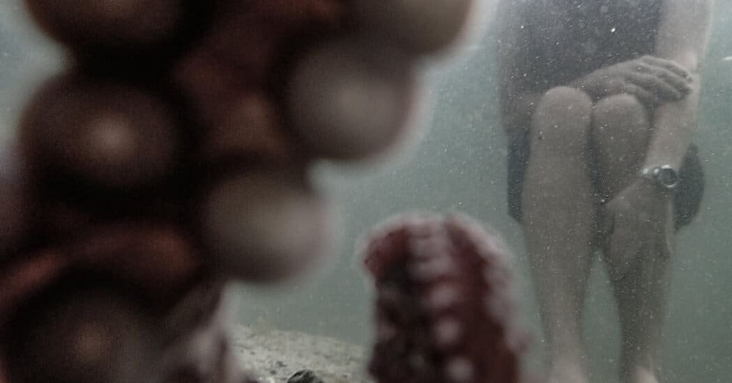 Opinion | An Octopus Took My Camera, and the Images Changed the Way I See the World