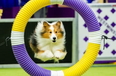 A High Stakes Obstacle Course, for Dogs 15 A High Stakes Obstacle Course, for Dogs