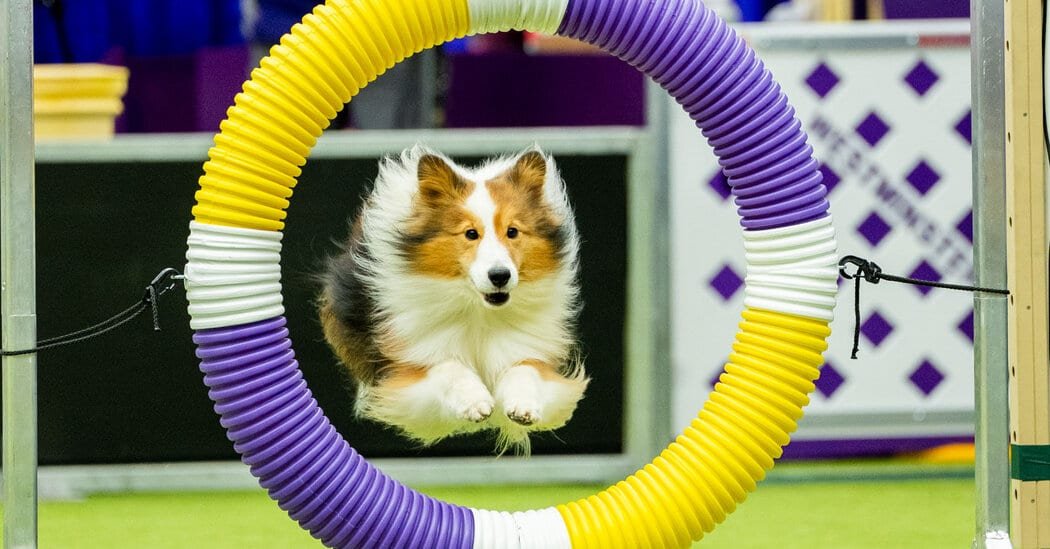 A High Stakes Obstacle Course, for Dogs