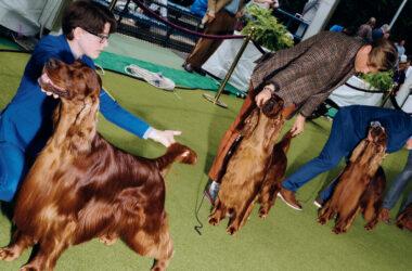 Live Updates: The Westminster Dog Show Will Crown the Nation’s Best Dog 13 Live Updates: The Westminster Dog Show Will Crown the Nation’s Best Dog