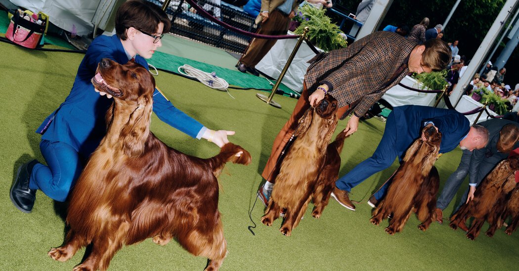 Live Updates: The Westminster Dog Show Will Crown the Nation’s Best Dog