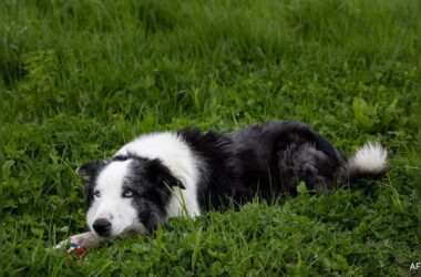 Cannes 2024: Anatomy Of A Fall Star Dog Messi To Interview Celebs On Red Carpet 23 Cannes 2024: Anatomy Of A Fall Star Dog Messi To Interview Celebs On Red Carpet