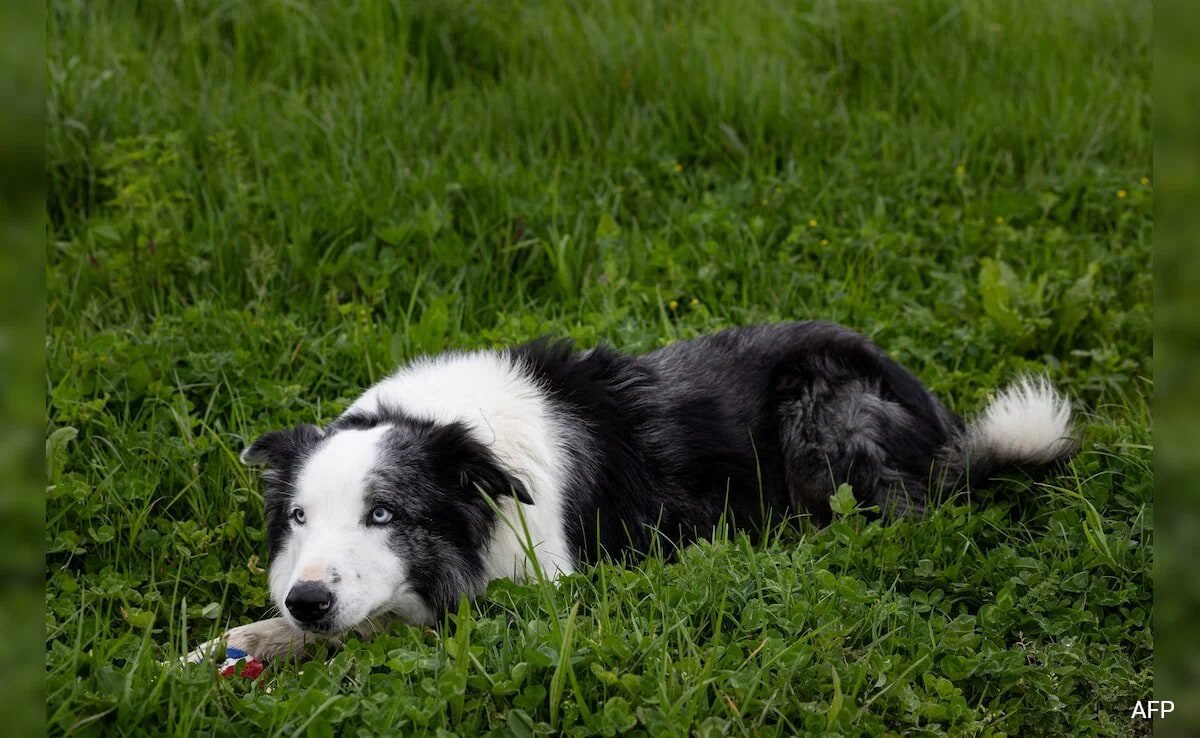 Cannes 2024: Anatomy Of A Fall Star Dog Messi To Interview Celebs On Red Carpet