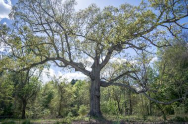 Why One Man Runs a Tree Service That Won’t Cut Down Dead Trees 20 Why One Man Runs a Tree Service That Won’t Cut Down Dead Trees