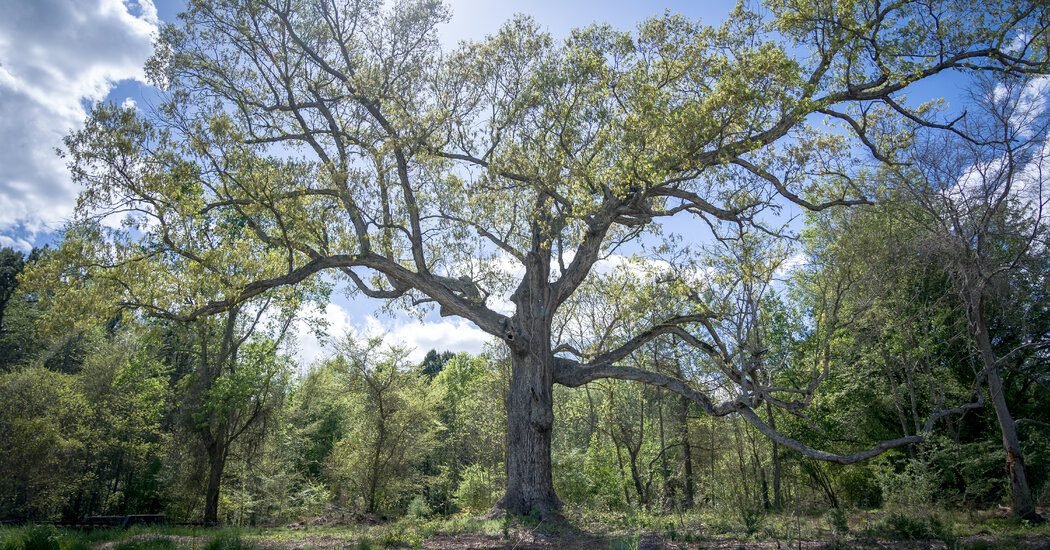 Why One Man Runs a Tree Service That Won’t Cut Down Dead Trees