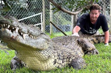 YouTuber Dubbed 'South Africa's Steve Irwin' Dies After Being Bitten by Venomous Snake 18 YouTuber Dubbed 'South Africa's Steve Irwin' Dies After Being Bitten by Venomous Snake