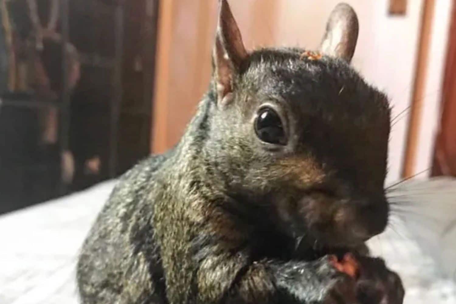 Social Media Star Peanut the Squirrel Seized by New York Authorities 8 Social Media Star Peanut the Squirrel Seized by New York Authorities