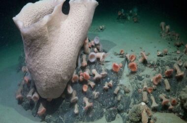 Scientists stumble upon a hidden ecosystem under Antarctica – You won’t believe what they found | Today News 15 In a rare scientific opportunity, researchers from the Schmidt Ocean Institute explored a previously inaccessible Antarctic seafloor after an iceberg the size of Chicago calved from the George VI Ice Shelf. Image: ROV SuBastian / Schmidt Ocean Institute)