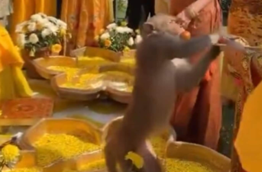 Viral Video: Uninvited guest? Monkey’s laddoo heist at haldi ceremony leaves netizens in splits | Today News