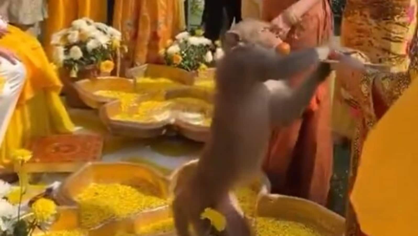 Viral Video: Uninvited guest? Monkey’s laddoo heist at haldi ceremony leaves netizens in splits | Today News