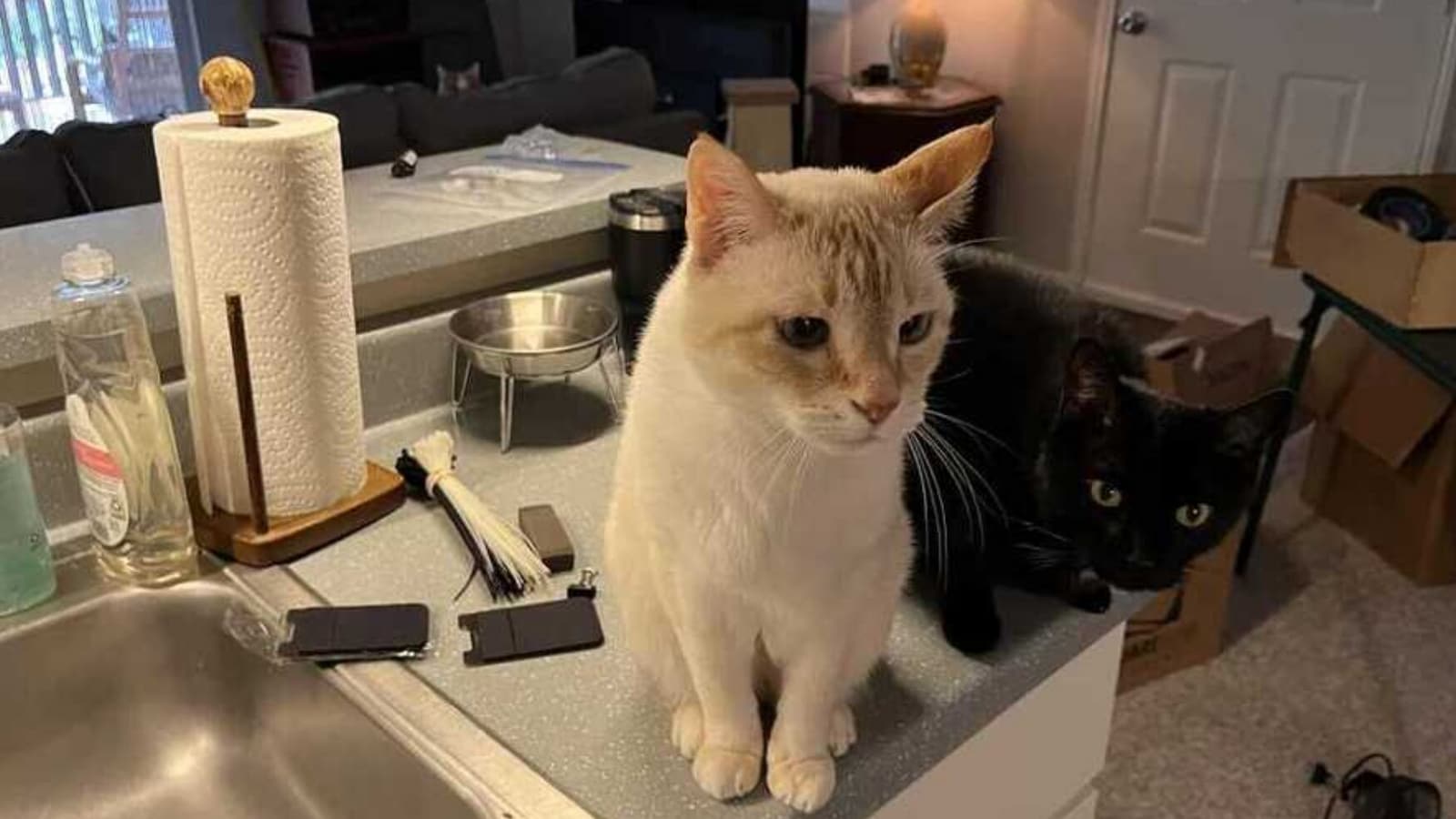 Optical Illusion to test your IQ: Can you find hidden cat in 7 seconds? | Today News 8 Optical Illusion to test your IQ: Can you find hidden cat in 7 seconds? | Today News