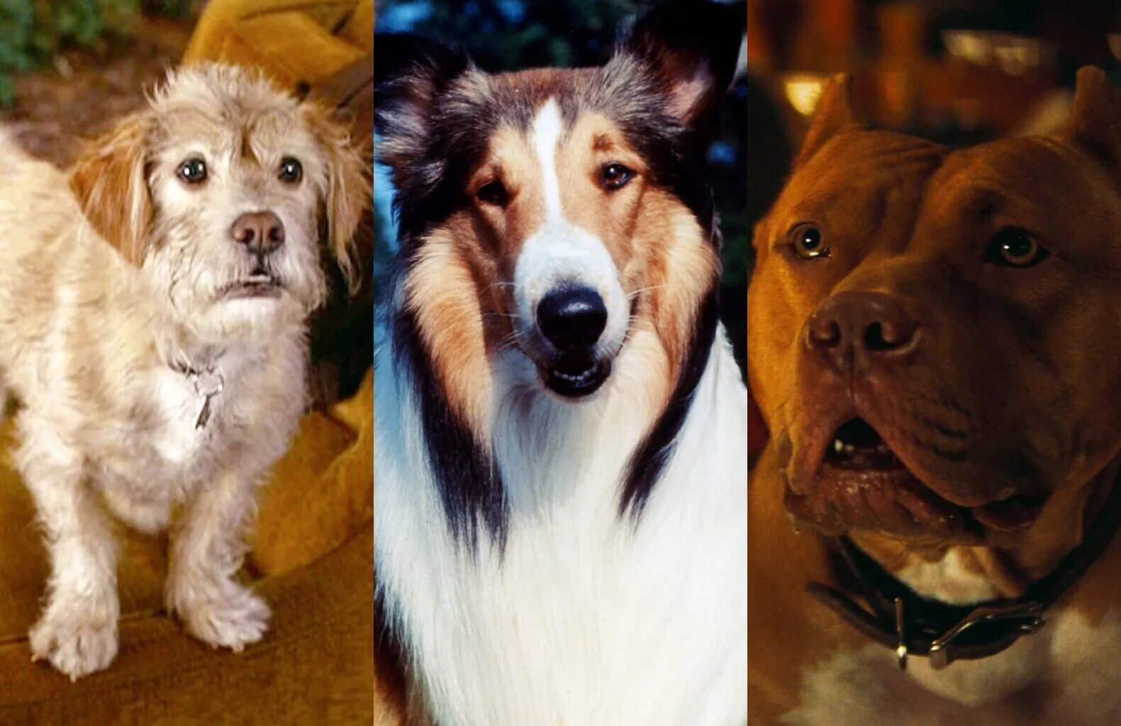 The 15 Best Movie Dogs of All Time