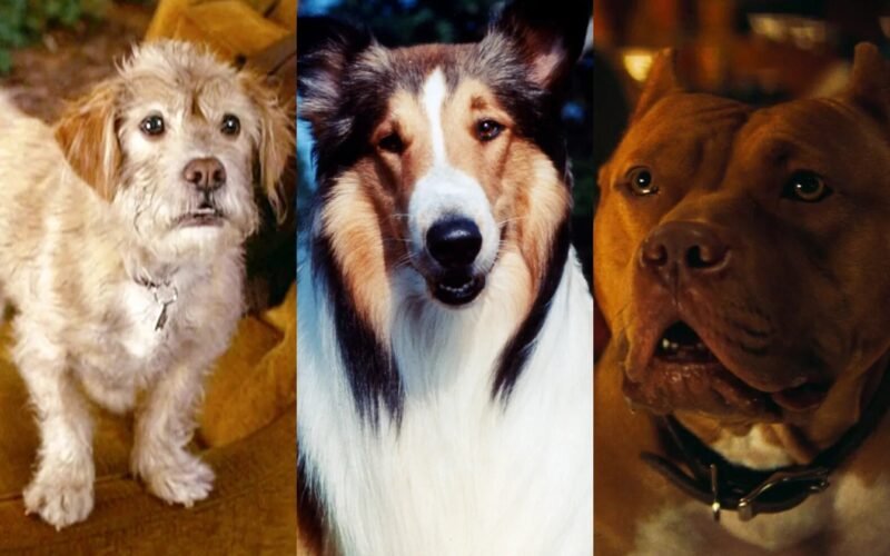 The 15 Best Movie Dogs of All Time