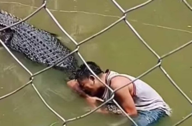 Scary visuals! Tourist mistakes crocodile for statue. What happens next will shock you | Today News 17 Scary visuals! Tourist mistakes crocodile for statue. What happens next will shock you | Today News