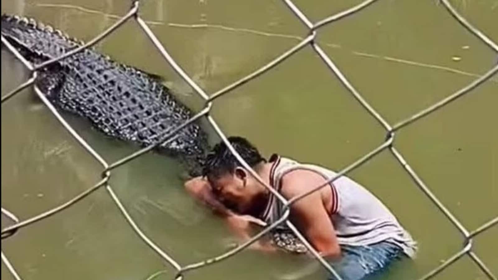 Scary visuals! Tourist mistakes crocodile for statue. What happens next will shock you | Today News