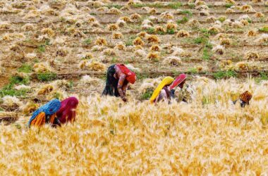 Wheat procurement hits 29.7 million tonnes in 2025–26, highest in four years amid bumper crop | Today News 8 Wheat procurement hits 29.7 million tonnes in 2025–26, highest in four years amid bumper crop | Today News