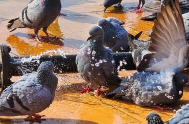 Pigeon droppings can put your lungs at risk: What NGT notice to Delhi govt says on capital's pesky pests | Today News 15 menu