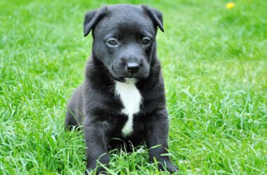 Teeth of black dogs get pulled out without anaesthesia on livestream, sold online as remedy against evil spirits | Today News 8 menu