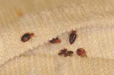 Why Professional Bed Bug Control in IL Is the Real Solution 4 bed bug extermination by perfect pest
