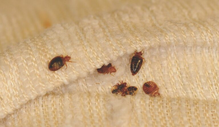Why Professional Bed Bug Control in IL Is the Real Solution 2 bed bug extermination by perfect pest