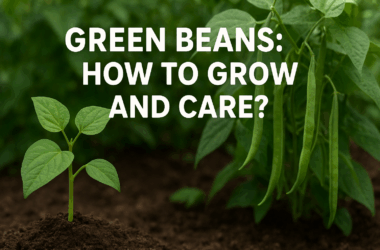 Green Beans: How To Grow And Care? 3 Green Beans