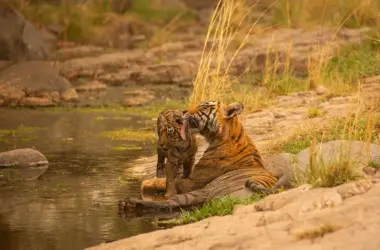 Experience the Untamed Beauty of Kumaon – A Refreshing Mountain Escape with NKM Travels 4 Kumaon Tour with NKM Travels