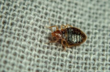 How Professional Bed Bug Exterminators in Hanover, IL Restore Comfort and Safety 3 bed bug crawling on the bed sheet | Perfect Pest Control