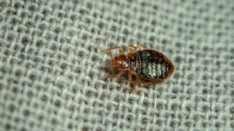 How Professional Bed Bug Exterminators in Hanover, IL Restore Comfort and Safety 1 bed bug crawling on the bed sheet | Perfect Pest Control