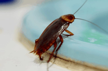 Effective Roach Services in Staten Island for a Safer Home 5 roach control services by perfect pest control