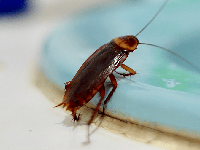 Effective Roach Services in Staten Island for a Safer Home 2 roach control services by perfect pest control