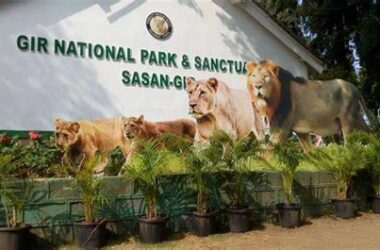 Girnar Nature Safari Park: A Wild Symphony of Nature, Culture, and Conservation 5 Girnar Nature Safari Park: A Wild Symphony of Nature, Culture, and Conservation