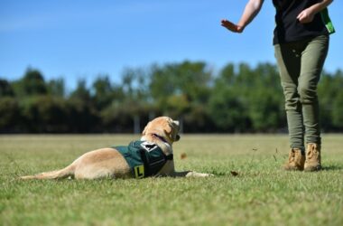 Can a Dog Training Academy in Chicago Help Prepare Dogs for Competitions? 15 Dog Training Academy in Chicago