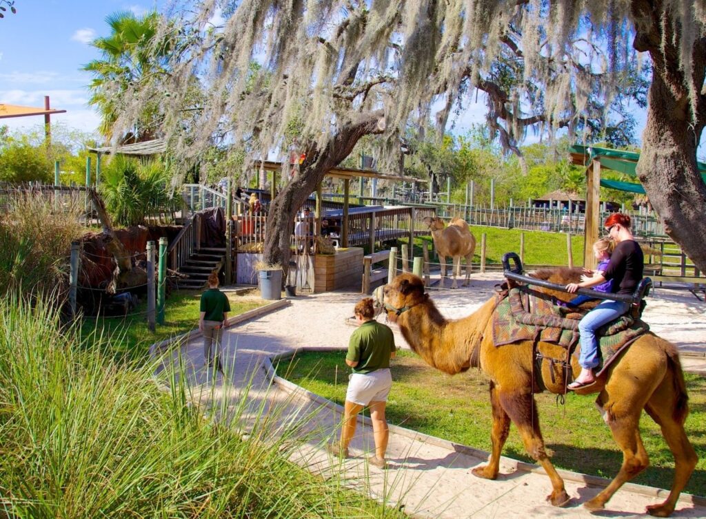 Best Hotels in Tampa Florida: Luxury Suites & Family-Friendly Stays at Saddlebrook Resort 12 A mother and child enjoy a guided camel ride through a scenic wildlife park surrounded by lush greenery — Personalized Experiences Tailored to You.
